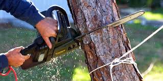 Lawn Pest Prevention in Irwindale, CA