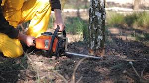 Professional Tree Care in Irwindale, CA