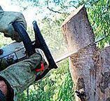 Best Tree Trimming and Pruning  in Irwindale, CA