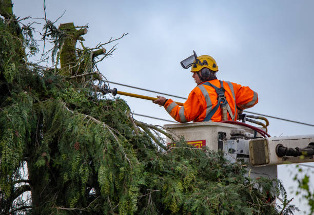 Best Tree Risk Assessment  in Irwindale, CA