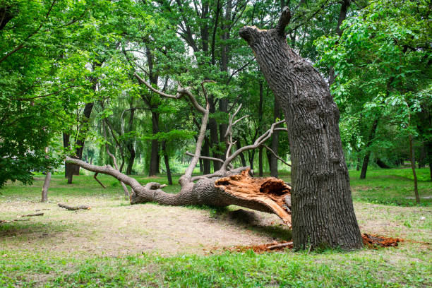 Best Firewood Processing and Delivery  in Irwindale, CA