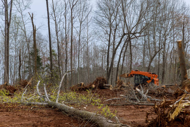 Best Hazardous Tree Removal  in Irwindale, CA