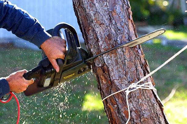 Best Tree Maintenance Programs  in Irwindale, CA