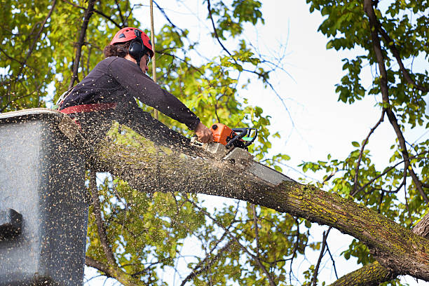 Best Fruit Tree Pruning  in Irwindale, CA