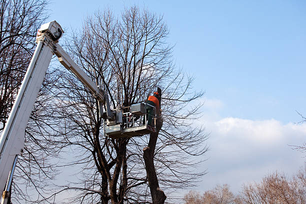 Best Leaf Removal  in Irwindale, CA