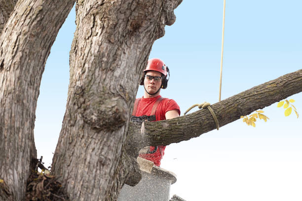 Best Fruit Tree Pruning  in Irwindale, CA