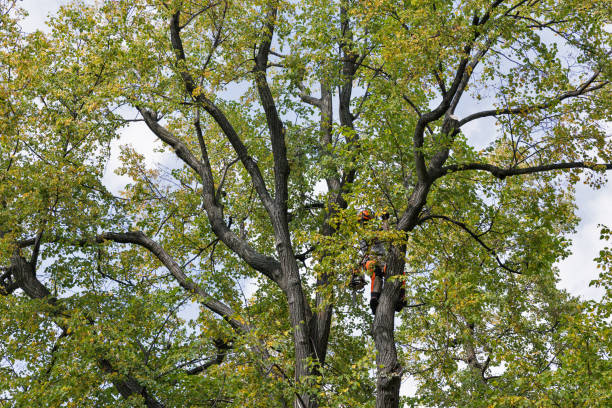 Best Tree Disease Treatment  in Irwindale, CA