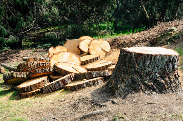  Irwindale, CA Tree Care Pros